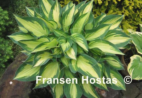 Hosta Island Charm